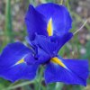 Iris subbiflora